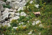 Chamois