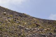 Chamois au col de Crousette