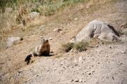 Marmotte pas farouche