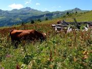 Vache du Beaufortain