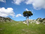 L'arbre taillé