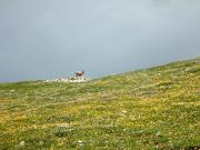 Un bouquetin pas farouche au milieu des fleurs