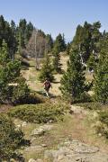 Jolie forêt aérée sous le lac Achard