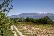 Toujours le Ventoux en fond