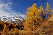 Mélèzes en feu et Mont Pourri