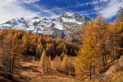 Mélèzes et Mont Pourri