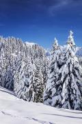 Forêt bien chargée en neige