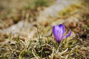 Les premiers crocus sont de sortie