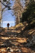 Montée dans la forêt