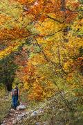 Couleurs d'autonme en forêt