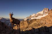 Bouquetin et aiguille des Glaciers