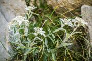 Edelweiss