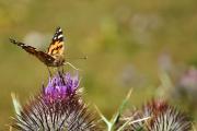 Papillon d'été... un peu saoûl non ?