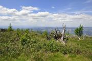 Forêt clairsemée