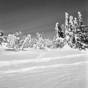 Sapins plâtrés