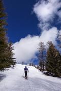 Montée en forêt clairsemée