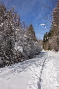 Forêt du col du Coq