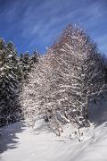 Forêt de Chartreuse