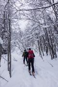 Forêt gavée de neige fraîche