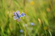 Papillon azuré du matin