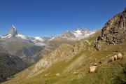 Nez noirs du Valais et Cervin