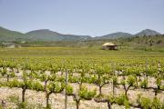 Vignes peu avant St Jalle