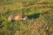 Une marmotte affamée