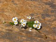 Quelques fleurs arrivent à pousser au milieu de cette caillasse