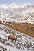 Bouquetins dans leur élément