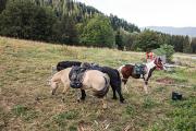 Nos chevaux au refuge des Feneys