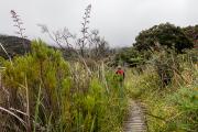 Végétation d'Abel Tasman