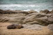 Grosse fatigue chez les otaries