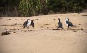 Les oiseaux font sécher leurs ailes