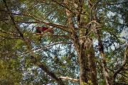 Couple de keas dans la forêt