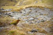 Kea