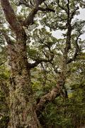 Forêt aux mousses argentées