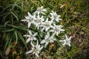 Edelweiss