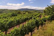 Vignobles de Vipava