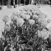 Tulipes de la Tête d'Or