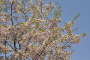 Ile Fukuura-jima - Cerisiers en fleurs