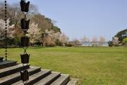 Ile Fukuura-jima - Petit temple et cerisiers en fleurs