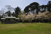 Ile Fukuura-jima - Petit temple et cerisiers en fleurs