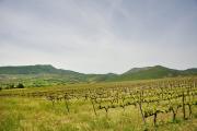 Joli paysage de vignes