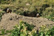 Couple de marmottes près du refuge
